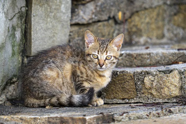 Closeup Shot Cute Fluffy Cat Outdoors Blurred Wall Background — 스톡 사진