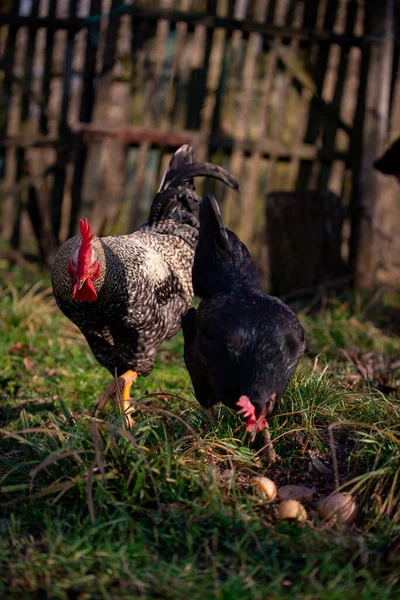 Couple Free Range Chicken Eggs Grass — Stockfoto