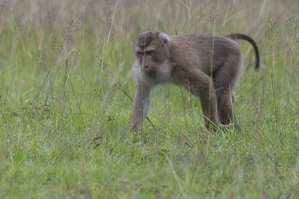Northern Pig Tailed Macaque Macaca Leonina Thailand — Fotografia de Stock