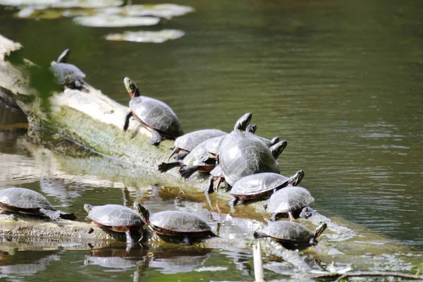 Basking Turtles Preparing Hibernation Old Piece Wood October Ontario — Stok fotoğraf