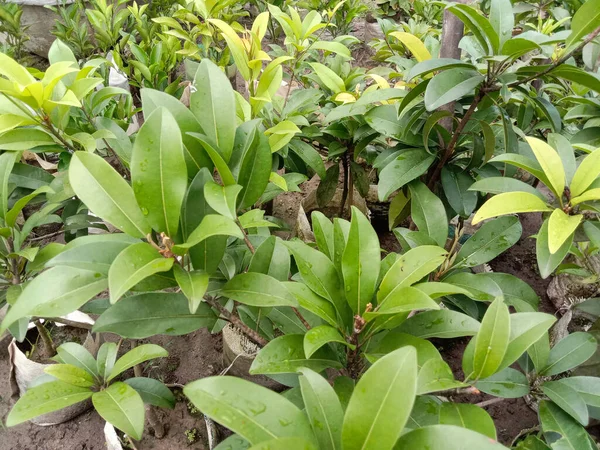 Closeup Shot Growing Sapodilla Plants Farm — 스톡 사진