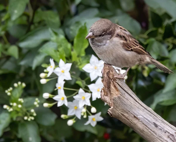 Closeup Shot Brown Sparrow Perching Tree Branch — Stock fotografie