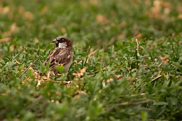 Selective Sparrow Grass —  Fotos de Stock