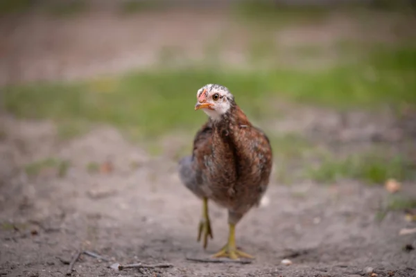 Closeup Shot Free Range Chick Foraging Grasses Farm — Stockfoto