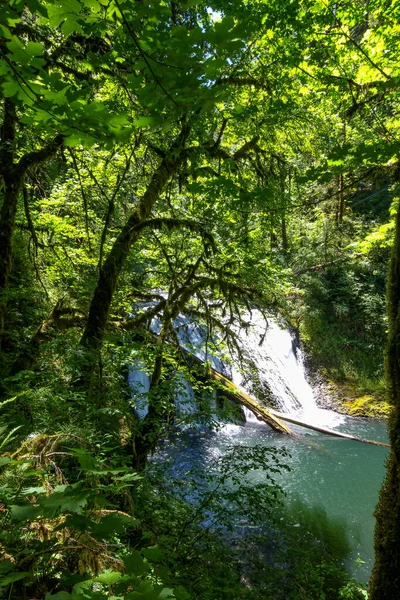 Beautiful View Waterfall Surrounded Lush Trees Plants Silver Falls State — Foto Stock