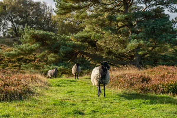 Group Sheep Grazing Hillside Meadow Busbjerg Denmark — стокове фото