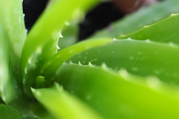 Primer Plano Planta Aloe Vera — Foto de Stock