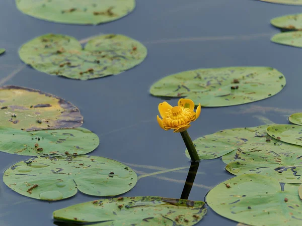 Közelkép Egy Gyönyörű Sárga Virágról Ami Kilóg Egy Nyugodt Tóból — Stock Fotó