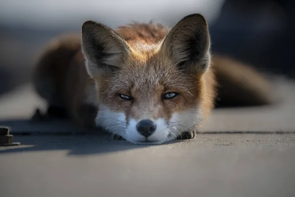 Der Fuchs Auf Der Seebrücke Hirtshals Dänemark — Stockfoto