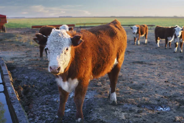 Herd Polled Hereford Calves Trough Argentine Field — Stockfoto