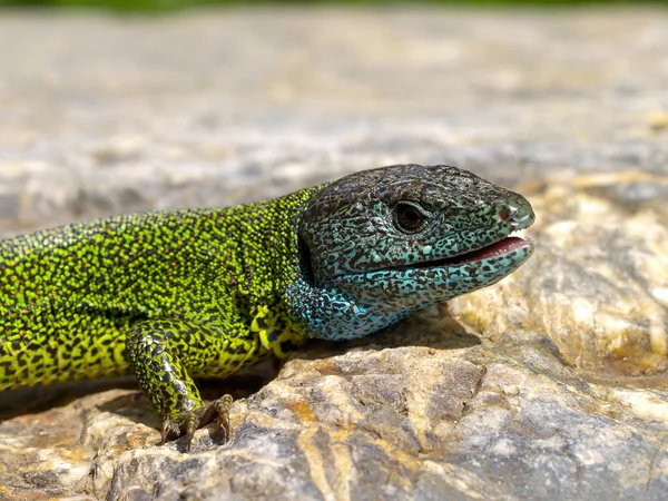 Closeup Shot Schreiber Green Lizard Spain —  Fotos de Stock