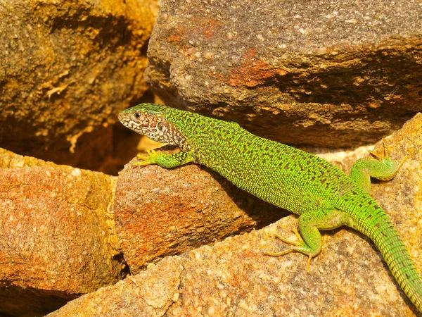 Closeup Shot Lacerta Viridis European Green Lizard Austria —  Fotos de Stock