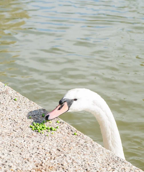 White Swan Eating Peas Lake Shore Sunny Day Copy Space — Photo
