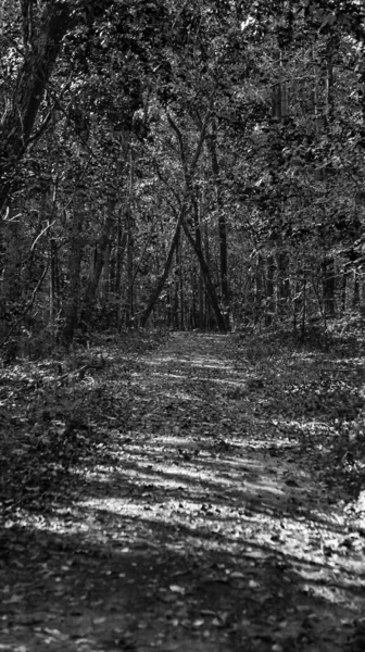 Grayscale Shot Footpath Dense Forest — стоковое фото