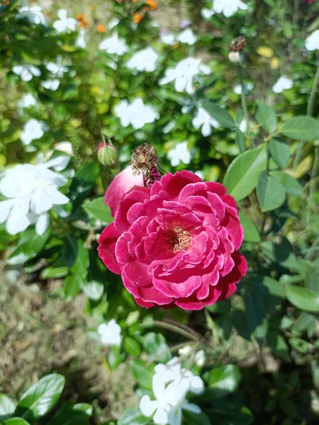 Close Shot Pink Garden Rose — 图库照片