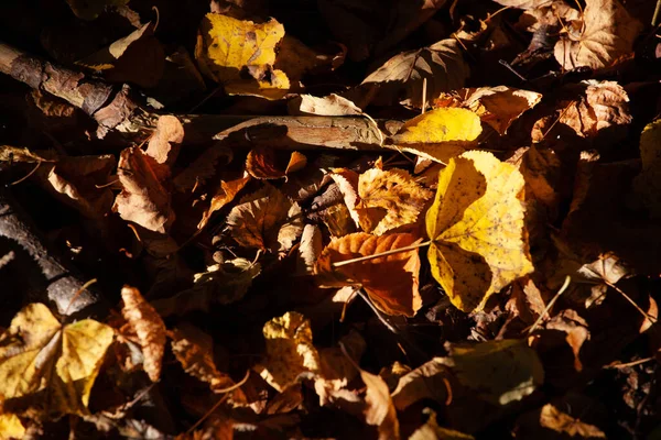 Colorful Autumn Maple Leaves Fallen Ground Park — Photo