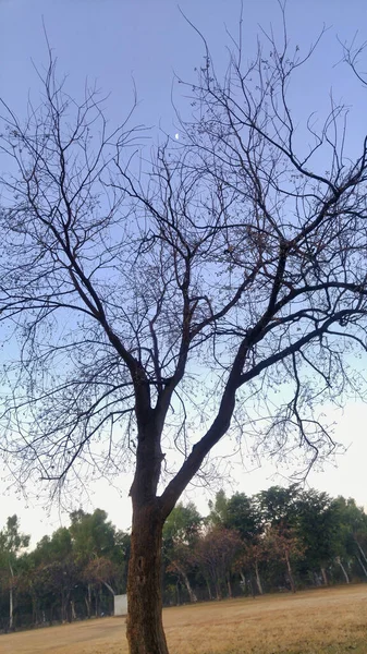 Vertical Shot Dry Tree Park Cold Winter Day — 图库照片