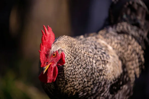 Closeup Shot Rooster Farm Blurred Background — Φωτογραφία Αρχείου