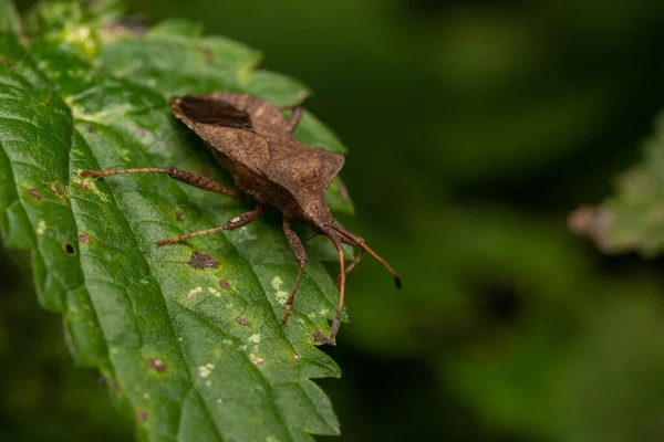 Selective Focus Shot Brown Bug Leaf — Photo