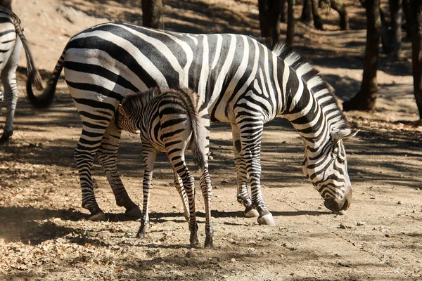 Adorable Little Zebra Drinking Mothers Milk Standing Soil Ground — Zdjęcie stockowe