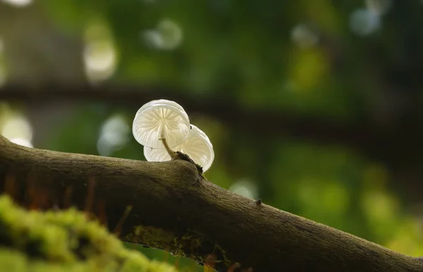 Closeup Shot Porcelain Fungus Mushroom Moss — Φωτογραφία Αρχείου
