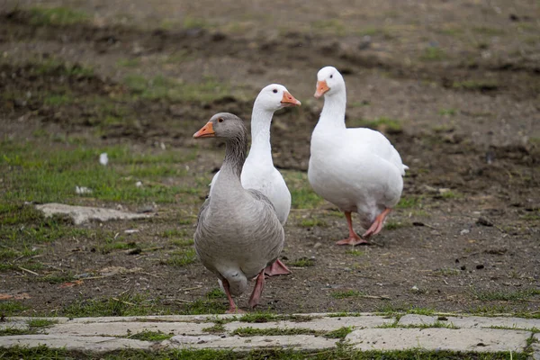 Closeup Emden Geese Greylag Goose Walking Farm — Foto de Stock