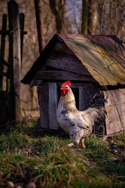 Vertical Shot Rooster Barn Farm Blurred Background — Stok fotoğraf
