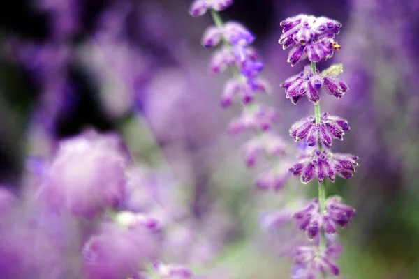 Beautiful Purple Lilac Sage Flowers Grown Forest — Stockfoto
