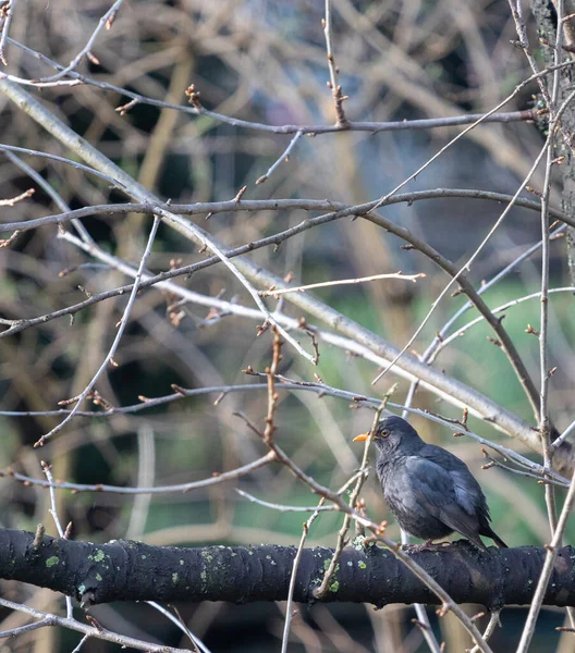 Eine Selektive Fokusaufnahme Einer Hockenden Amsel — Stockfoto