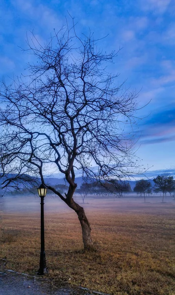 Вертикальний Знімок Сухих Дерев Парку Туманний Осінній День — стокове фото