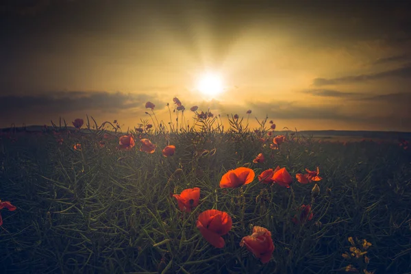 Beautiful View Wild Red Tulips Meadow Sun — Fotografia de Stock