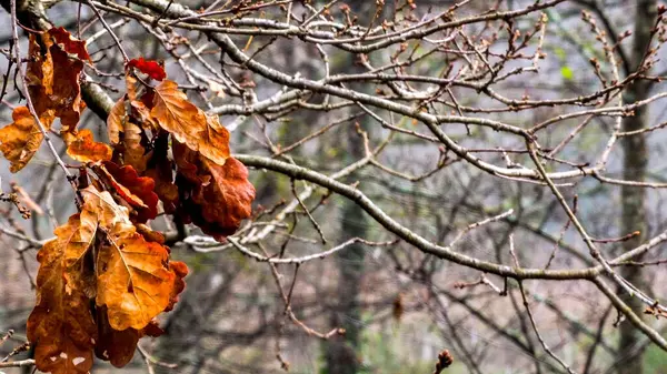 Крупним Планом Знімок Гілок Дерев Восени — стокове фото