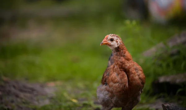 Closeup Shot Free Range Chick Foraging Grasses Farm — 图库照片