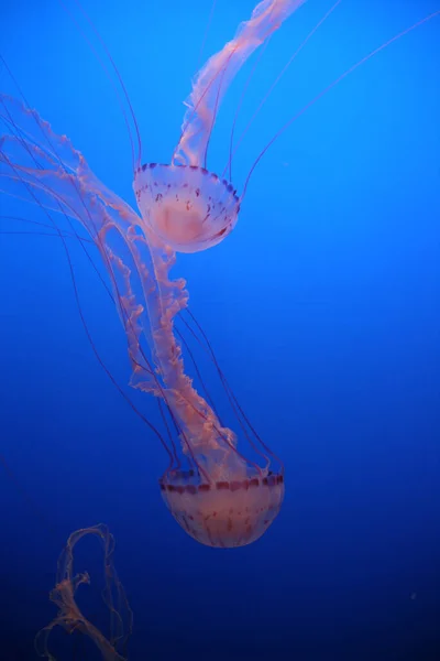 Vertical Closeup Shot Jellyfish Clear Blue Water Wildlife — стоковое фото