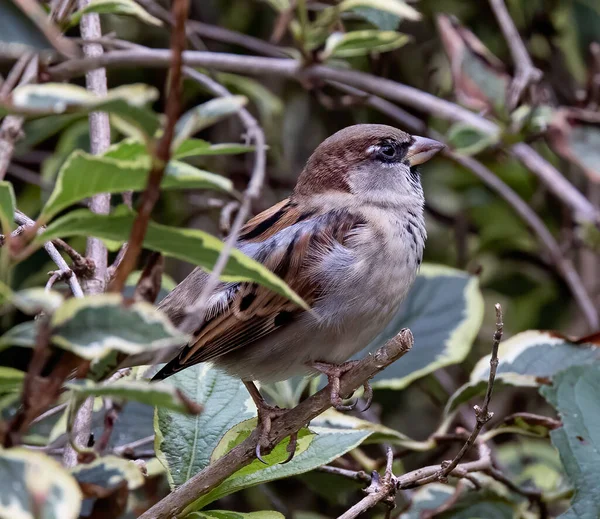 Closeup Shot Brown Sparrow Perching Tree Branch — Foto de Stock