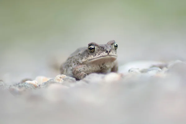 Beautiful Shallow Focus Shot True Toad Looking Camera Blurry Background — Foto Stock
