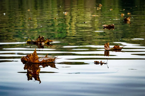 Lake Reflection Fall Leaves Floating Park — Stockfoto