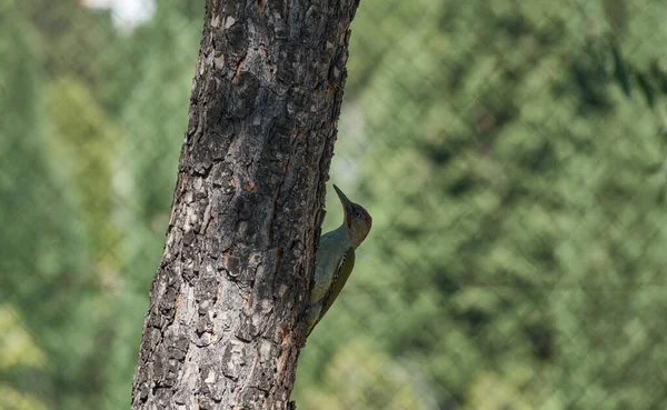 European Green Woodpecker Perched Tree Trunk Ready Peck Tree Sunny — стоковое фото