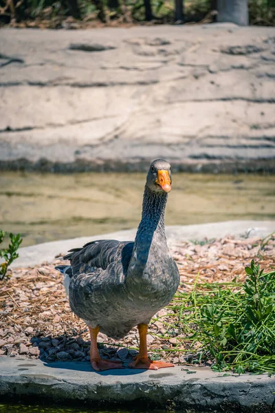 Selective Greylag Goose Anser Anser Sunny Park — Foto de Stock