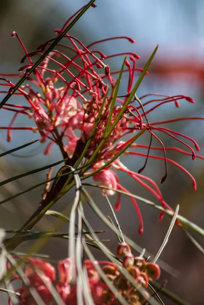 Shallow Focus Grevillea Flower Blurred Background — Foto Stock