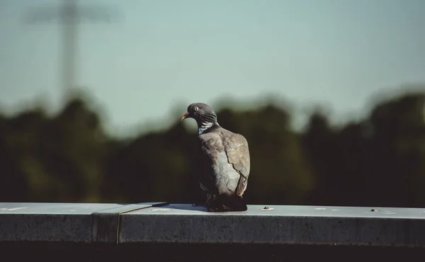 Closeup Pigeon Perching Stone Blurry Background — стоковое фото