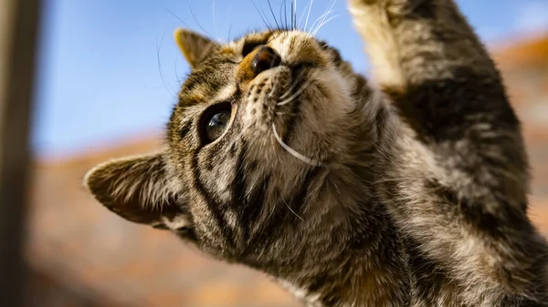 Gros Plan Adorable Chat Rayé Jouant Extérieur — Photo