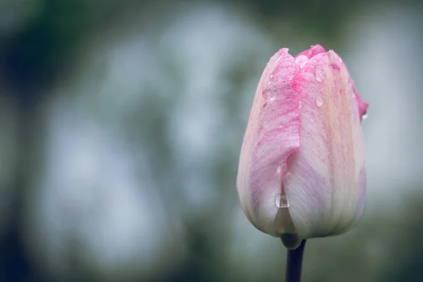 Closeup Shot Beautiful Light Pink Tulip Raindrops — стоковое фото
