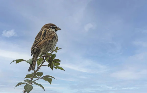Close Shot Lovely Cute House Sparrow Passer Domesticus Perched Plant — Fotografia de Stock