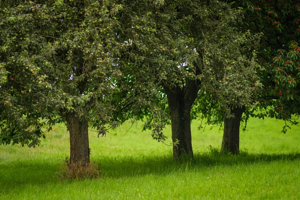 Yeşil Çayırdaki Meyve Ağacının Güzel Bir Görüntüsü — Stok fotoğraf
