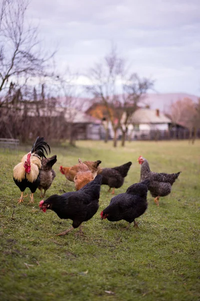 Flock Free Range Chickens Foraging Grasses Farm — Stok fotoğraf