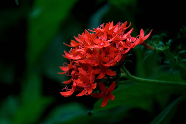 Selective Focus Shot Blooming Red Ixora Flowers — стокове фото