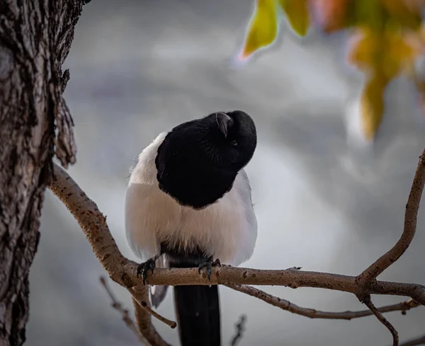 Pájaro Sentado Una Rama Inclina Curiosamente Cabeza Para Echar Vistazo — Foto de Stock