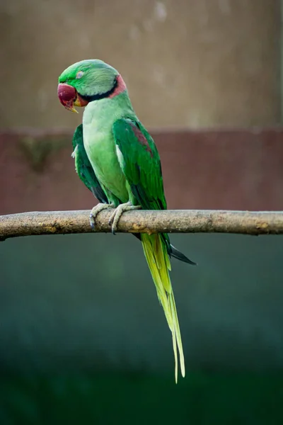 Alexandrine Muhabbet Kuşunun Dikey Bir Görüntüsü Bir Dala Tünemişti — Stok fotoğraf