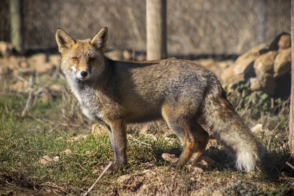 Gray Wolf Daytime Forest — Foto de Stock